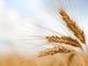 Coldiretti e FS insieme per rafforzare la filiera agroalimentare e salvaguardare il suolo