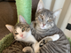 Miao! Oggi in Italia è la Giornata nazionale del gatto