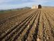 Agricoltura, in arrivo i bandi su misure agroambientali e biologico del Psr Piemonte