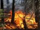 Allerta incendi in Canton Ticino