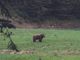 Un orso fotografato in Vigezzo, ma è una fake news