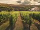 Il vino sfida i confini: l’innovazione tra IA, blockchain e spazio