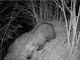 Nuovo avvistamento di un orso in Valle Vigezzo, fototrappola lo immortala a Finero