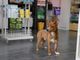Dieta equilibrata per animali domestici: guida agli alimenti Dieta equilibrata per animali domestici: guida agli alimenti
