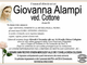 Giovanna Alampi ved. Cottone di anni 84