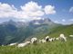 Dalla Regione Piemonte 4 milioni per la viabilità silvo-pastorale