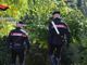 Spaccio nei boschi della bassa Ossola, un arresto