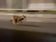Un lupo tra le case nella zona sud di Villadossola VIDEO