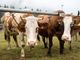 Torna al Centro del Fondo la mostra bovina della Valle Vigezzo