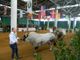 Fondi Mipaaf, 5 milioni per i bovini di Razza Piemontese