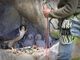 Nido di falco pellegrino al Sasso Bianco: divieto di arrampicata e accesso