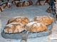 Per la giornata del pane nero Calasca mette in mostra mulini e forni antichi