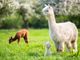 Dalle Ande a Cremona per la fiera allpets più grande d’Italia
