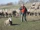 Pecore e capre protagoniste di Craf in Crof