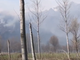 Incendio alle porte di Ornavasso VIDEO