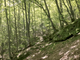 Oggi è la Giornata internazionale delle foreste 2021 VIDEO