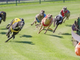 Lo strumento utilizzato dai migliori credenti del greyhound racing
