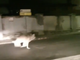 Ancora un lupo ripreso mentre corre per le strade di Santa Maria Maggiore VIDEO