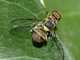Mosca orientale e i rischi per l’export dell’ortofrutta piemontese