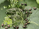 Allarme diffusione della Popillia Japonica nel nord Italia: rischi per i vigneti