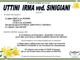 uttini Irma ved. Sinigiani di annni 86