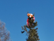 Parapendista finisce sulla cima di una pianta, soccorsi in azione