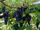 Troppa pioggia, il Vallese 'allenta' i requisiti per il vino Doc