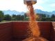 Iniziata la raccolta del mais per la polenta di Beura
