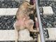 Ornavasso, lupo investito da un treno