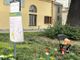 Primule sotto l'Albero della Vita, iniziativa della Pro Loco per l'8 Marzo