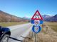 Cervo investito sulla provinciale tra Villa e Domo