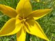 I tulipani estivi tornano a fiorire a Bugliaga di Trasquera FOTO