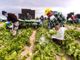 Agricoltura, aperto il bando per la sistemazione dei lavoratori stagionali