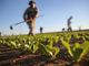 Agricoltura, dalla Giunta regionale 95 milioni per l'attivazione dei bandi dello sviluppo rurale