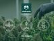 L’alta qualità dei prodotti al CBD: a cosa bisogna fare attenzione?