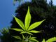 Cbd e psicosi: cosa dice la ricerca