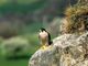 Parco Val Grande, serata divulgativa sul falco pellegrino e l'aquila reale