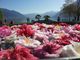 Il Parco delle Camelie di Locarno ospita la 26esima edizione della rassegna