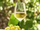 Tempo di vendemmia in Ossola: &quot;Sarà un'ottima annata&quot;