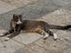 Lav, un'apericena per aiutare i gatti della provincia