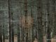 “Positivo emendamento a decreto Pnrr su mercato dei crediti di carbonio delle attività forestali”