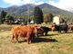 Tutto pronto per la 39a Mostra Bovina della Valle Vigezzo
