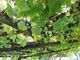 Dalla Regione 7.5 milioni per promuovere i vini piemontesi