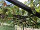 Vendemmia, la soddisfazione di Coldiretti Piemonte: &quot;Garantita la qualità nonostante il clima pazzo&quot;