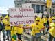 Emergenza cinghiali, agricoltori protestano: &quot;Danni in aumento, intervenire subito&quot;