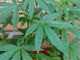 Tra sostenibilità e attenzione al benessere: dietro al boom della cannabis light