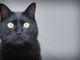Giornata del gatto nero, tra mito e superstizione: ecco perché adottarli