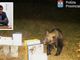 L'orso ripreso a Trontano, nel riquadro Luigi Spadone