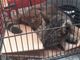 Gatto intrappolato in una canna fumaria salvato dai Vigili del fuoco
