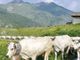 Il Consorzio di Tutela della Razza Piemontese premiato per qualità e sostenibilità